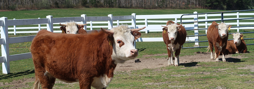 cows in field