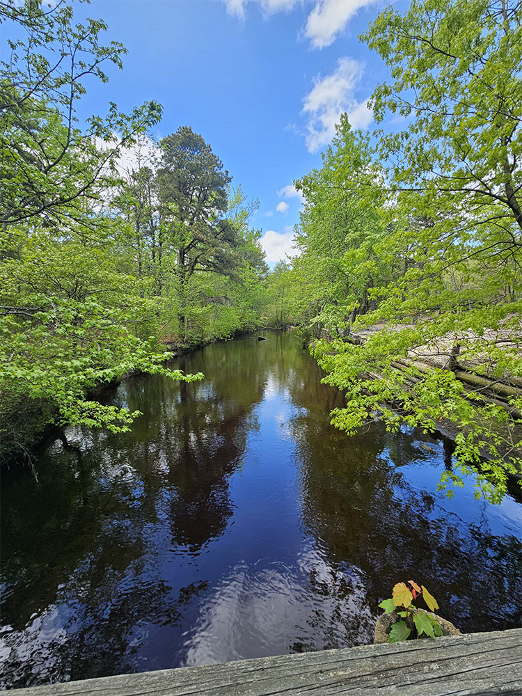 forest photo